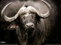 Tapeta National Geographic 535.jpg